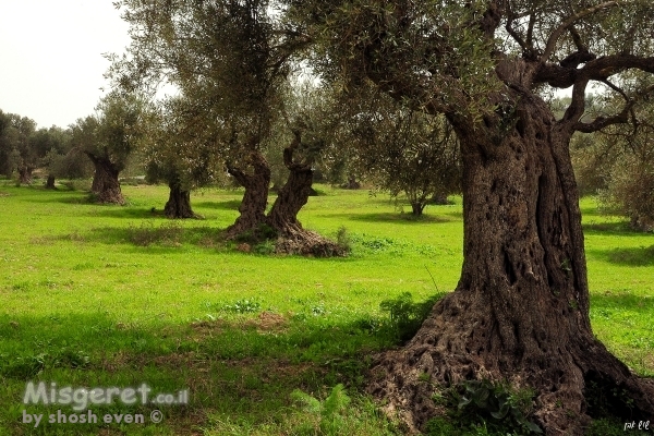 הדמיית תמונה על קיר