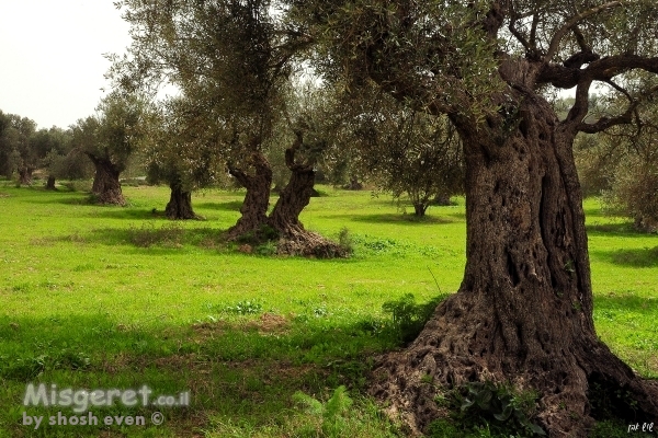 עצים עתיקים