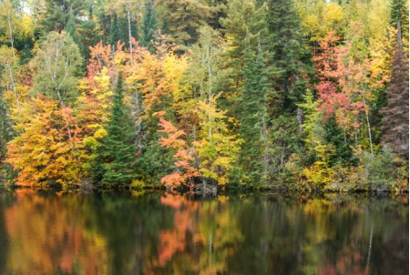 עלים נושרים