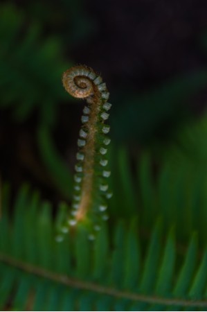 פרחים אקזוטיים
