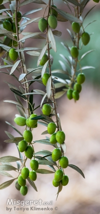 ענף של עץ זית