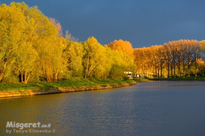 יער בשעת השקיעה