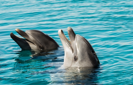 דולפינים