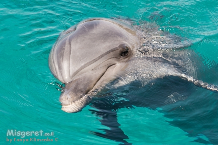 דולפין