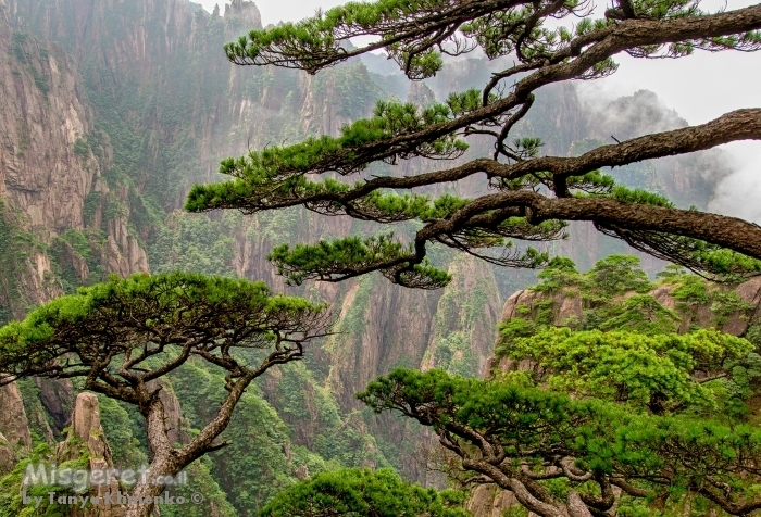 ההר הצהוב - Huangshan