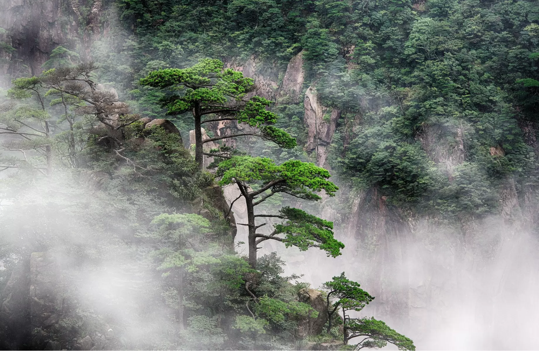 ההר הצהוב - Huangshan - טניה קלימנקו -  - מק''ט: 318892