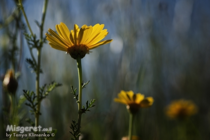 פרח צהוב בעשב
