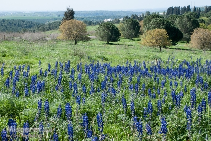 פריחת התורמוסים