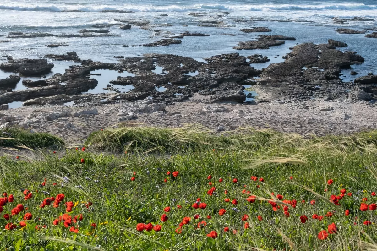 אביב על החוף - אורי לינסקיל - תמונות צבעוניות לסלון  - מק''ט: 415273
