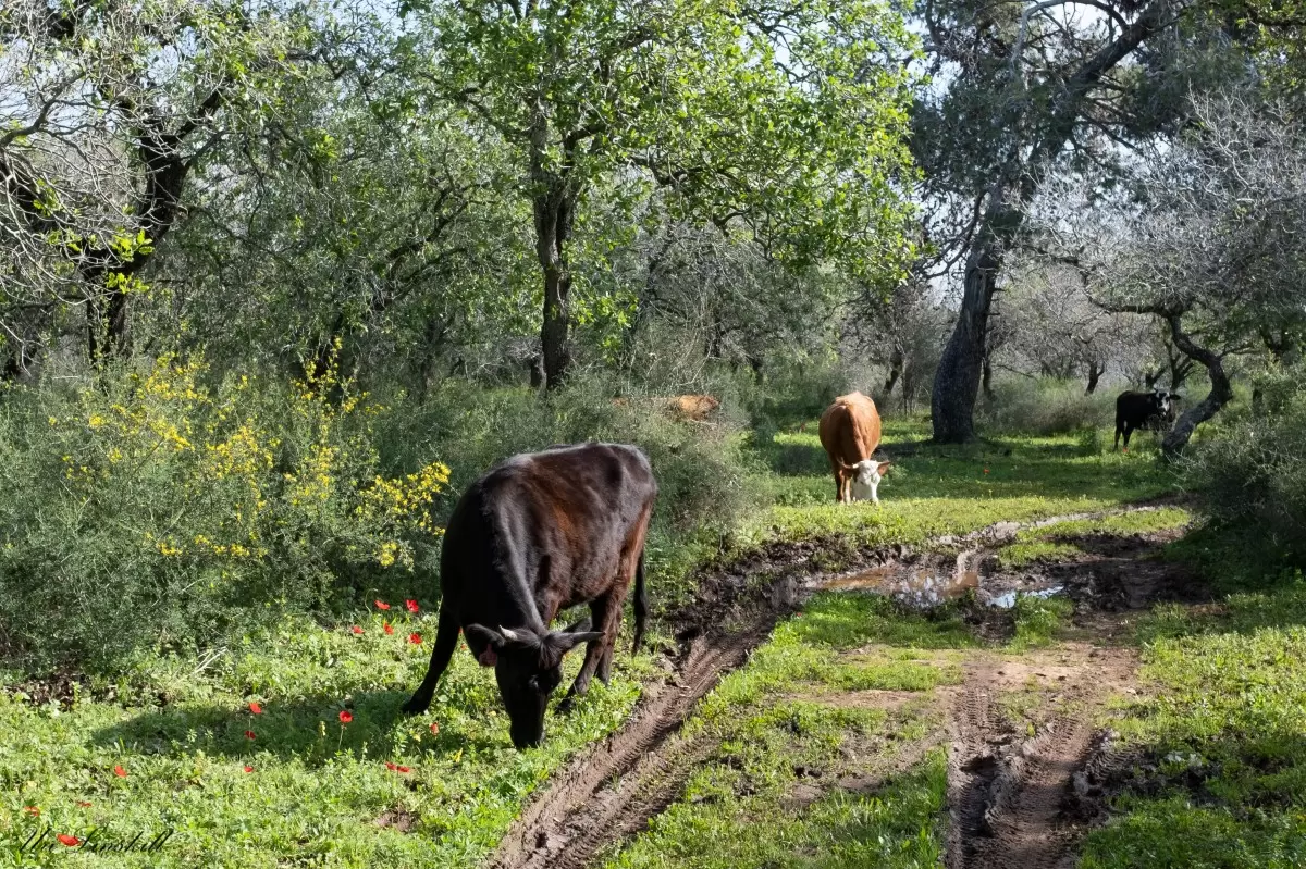 שלוש פרות  - אורי לינסקיל -  - מק''ט: 467844