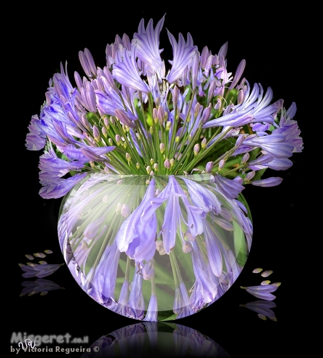 פרחים באגרטל