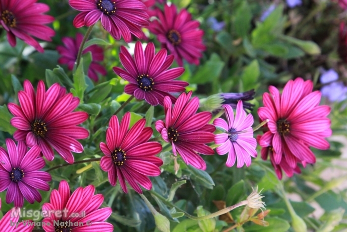 פרחים בגינה