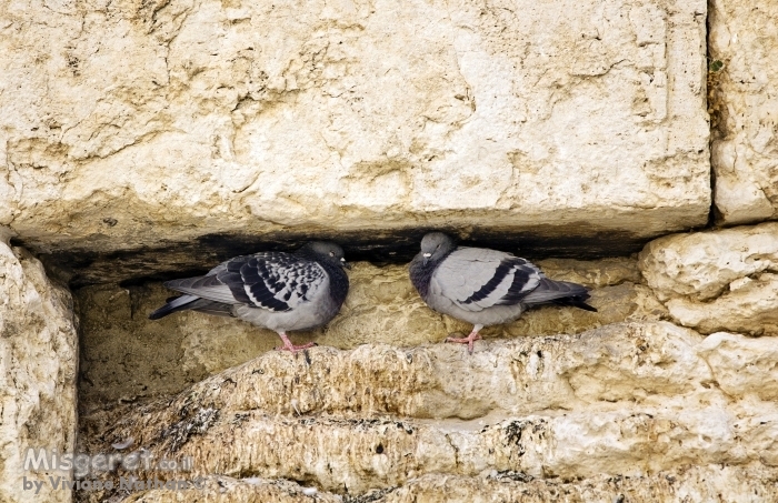 יונים בכותל