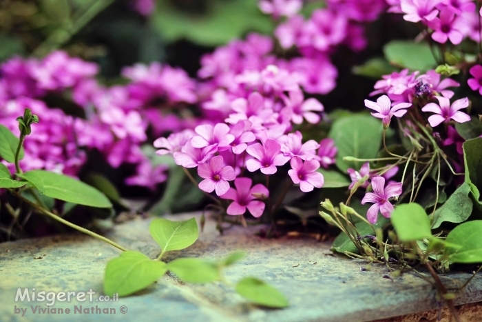 פרחים קטנים