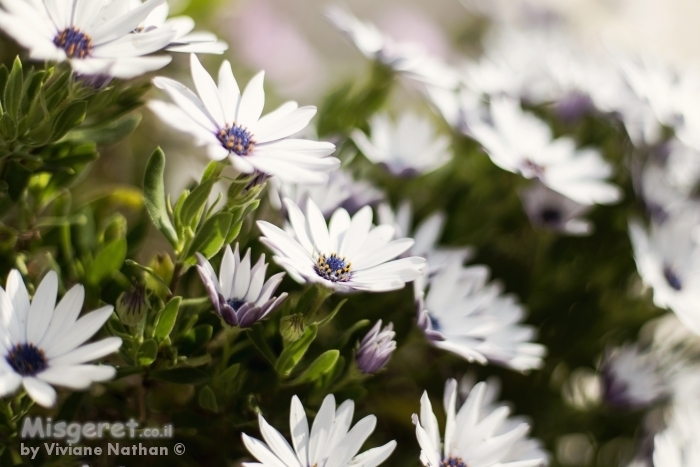 פרחים לבנים