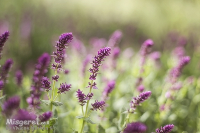 פרחים ורודים