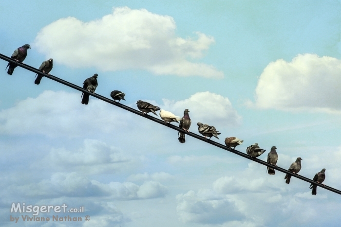 מוכנים לעוף