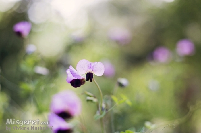 נקודות צבעוניות