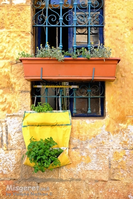 פטרוזיליה בחלון