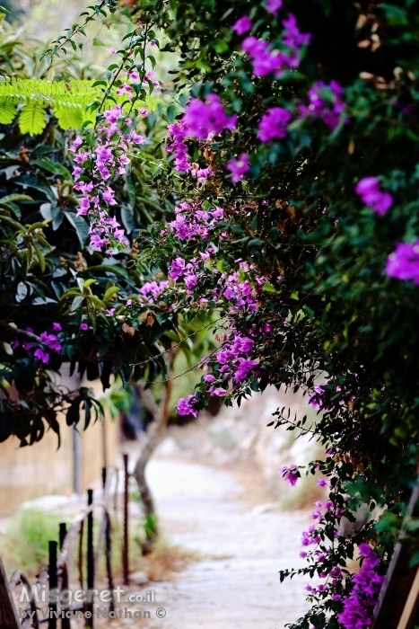 סימטה  עם פרחים