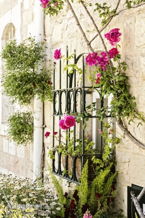 ורדים בחלון