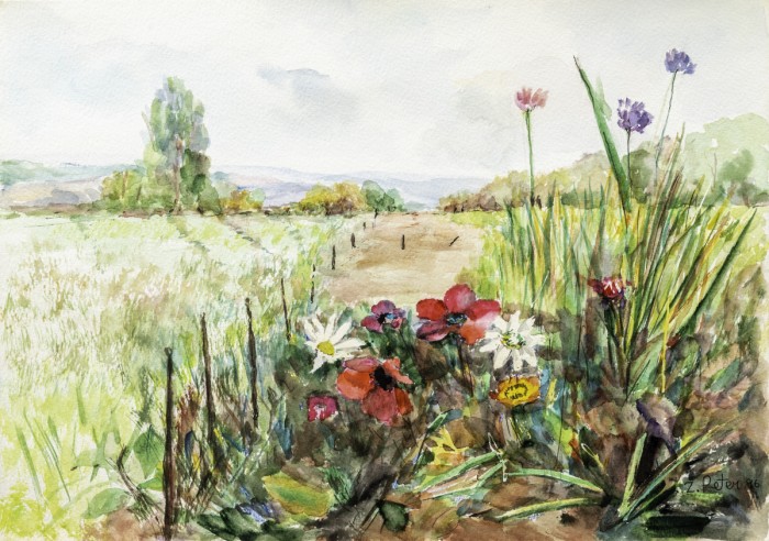 שביל כלניות