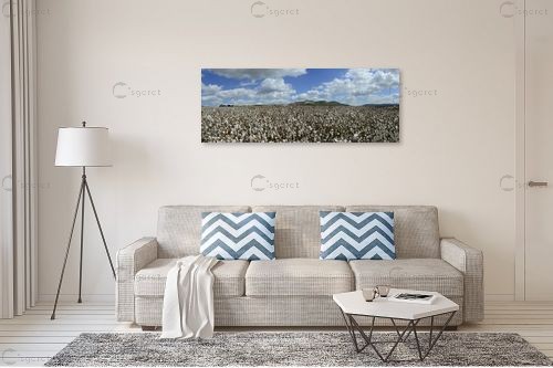 Cotton Fields Forever – ארי בלטינשטר | תמונה לקיר בסגנון כפרי