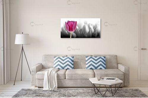 טוליפ-צבעוני – בתיה שגיא | תמונה לקיר בסגנון מודרני