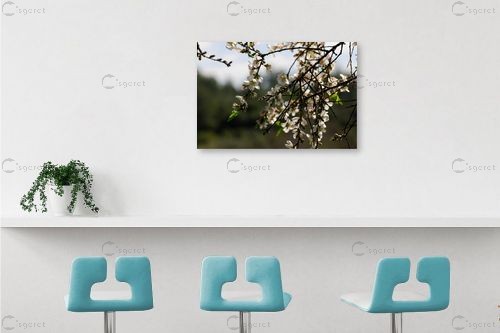 פריחה לבנה – שוש אבן | תמונה לקיר בסגנון כפרי