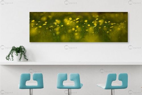 חרציות – ניר אלון | תמונה לקיר בסגנון כפרי