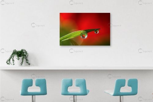 כלניות – דורית ברקוביץ | תמונה לקיר בסגנון מודרני