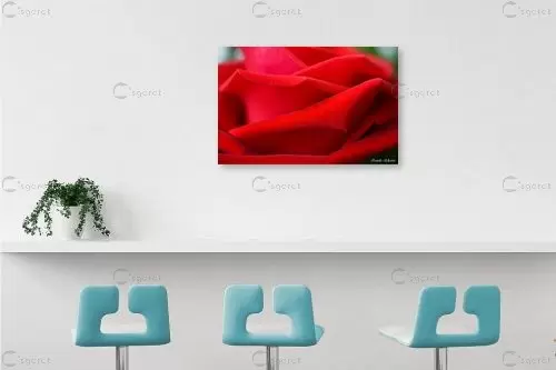 ורד – איזבלה אלקבץ | תמונה לקיר בסגנון קלאסי