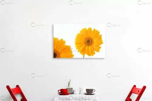 גרברה 9 – אמיר אלון | תמונה לקיר