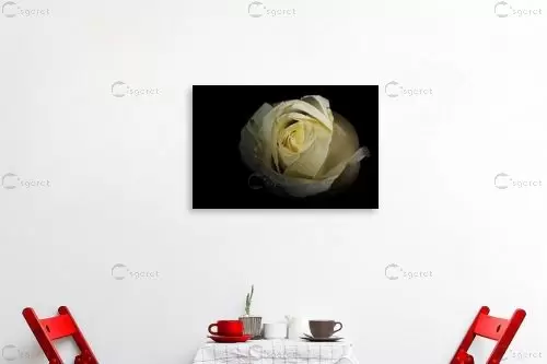 וורד לבנה - ניקולאי טטרצ'וק - תמונות רומנטיות לחדר שינה תמונות תקריב מאקרו  - מק''ט: 175924