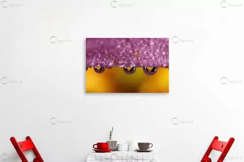 פרחים - ניקולאי טטרצ'וק - תמונות צבעוניות לסלון תמונות תקריב מאקרו תמונות בחלקים  - מק''ט: 211484