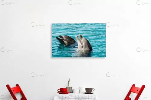 ריף הדולפינים - טניה קלימנקו -  - מק''ט: 302514