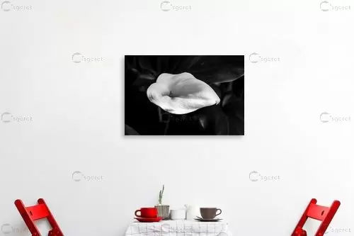 flower bw 4 - אילן עמיחי - תמונות שחור לבן לחדר שינה תמונות שחור לבן  - מק''ט: 314841