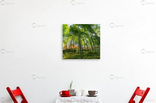 שמש הבמבוקים – דורון טאובר | תמונה לקיר בסגנון מודרני