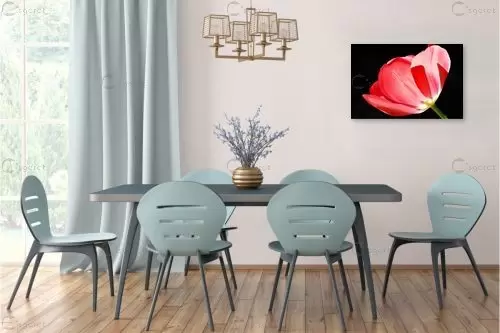 אור אחורי – רן זיסוביץ | תמונה לקיר בסגנון מודרני