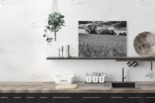 שדות דגן לנצח - ארי בלטינשטר - תמונות שחור לבן  - מק''ט: 202759