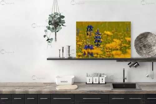 תורמוסים – שוש אבן | תמונה לקיר בסגנון מודרני