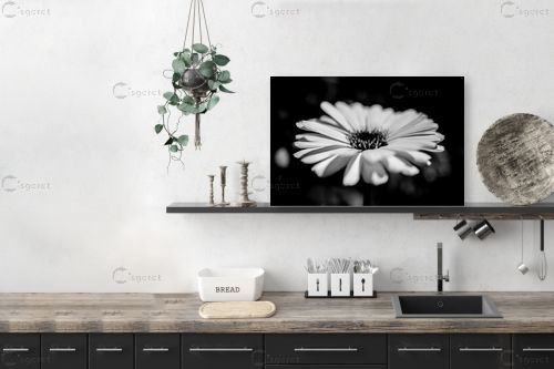 flower bw 1 – אילן עמיחי | תמונה לקיר בסגנון מודרני
