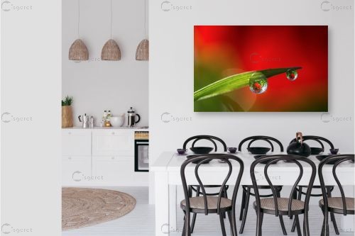 כלניות – דורית ברקוביץ | תמונה לקיר בסגנון מודרני