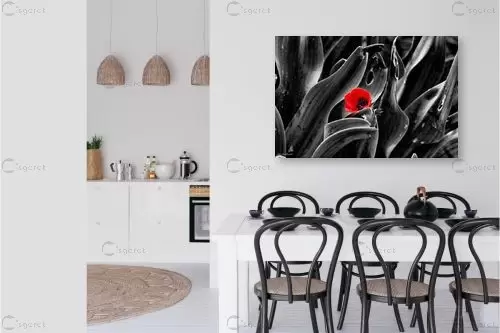 צבע אדום - ארי בלטינשטר - תמונות רומנטיות לחדר שינה תמונות שחור לבן תמונות בחלקים  - מק''ט: 309634