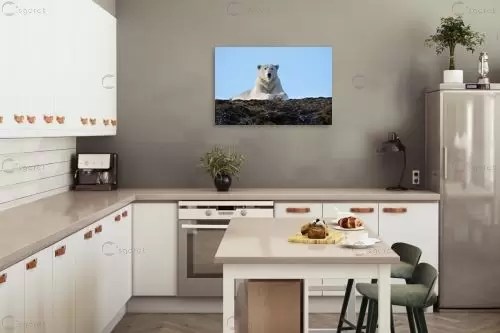 דב קוטב בתצפית – אייל ברטוב | תמונה לקיר בסגנון מודרני