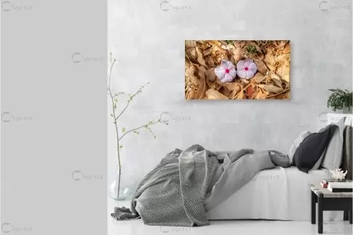 זוג - מיכל פרטיג - תמונות רומנטיות לחדר שינה  - מק''ט: 313824