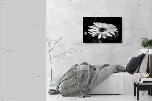 flower bw 1 – אילן עמיחי | תמונה לקיר בסגנון מודרני