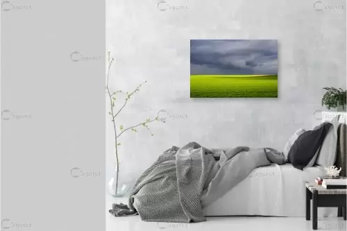 שדה בסערה – רן זיסוביץ | תמונה לקיר בסגנון מודרני