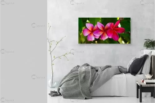 3 פרחים - סיוון זמיר - צילומים  - מק''ט: 470001