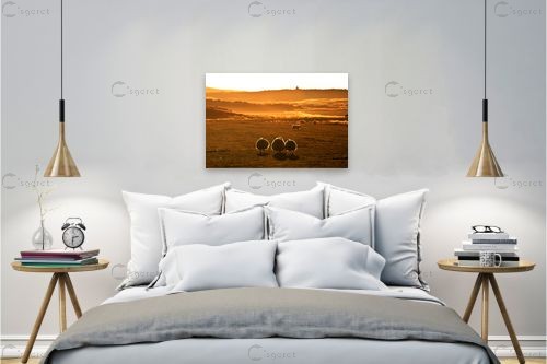 כבשים בזריחה – ניר אלון | תמונה לקיר בסגנון כפרי